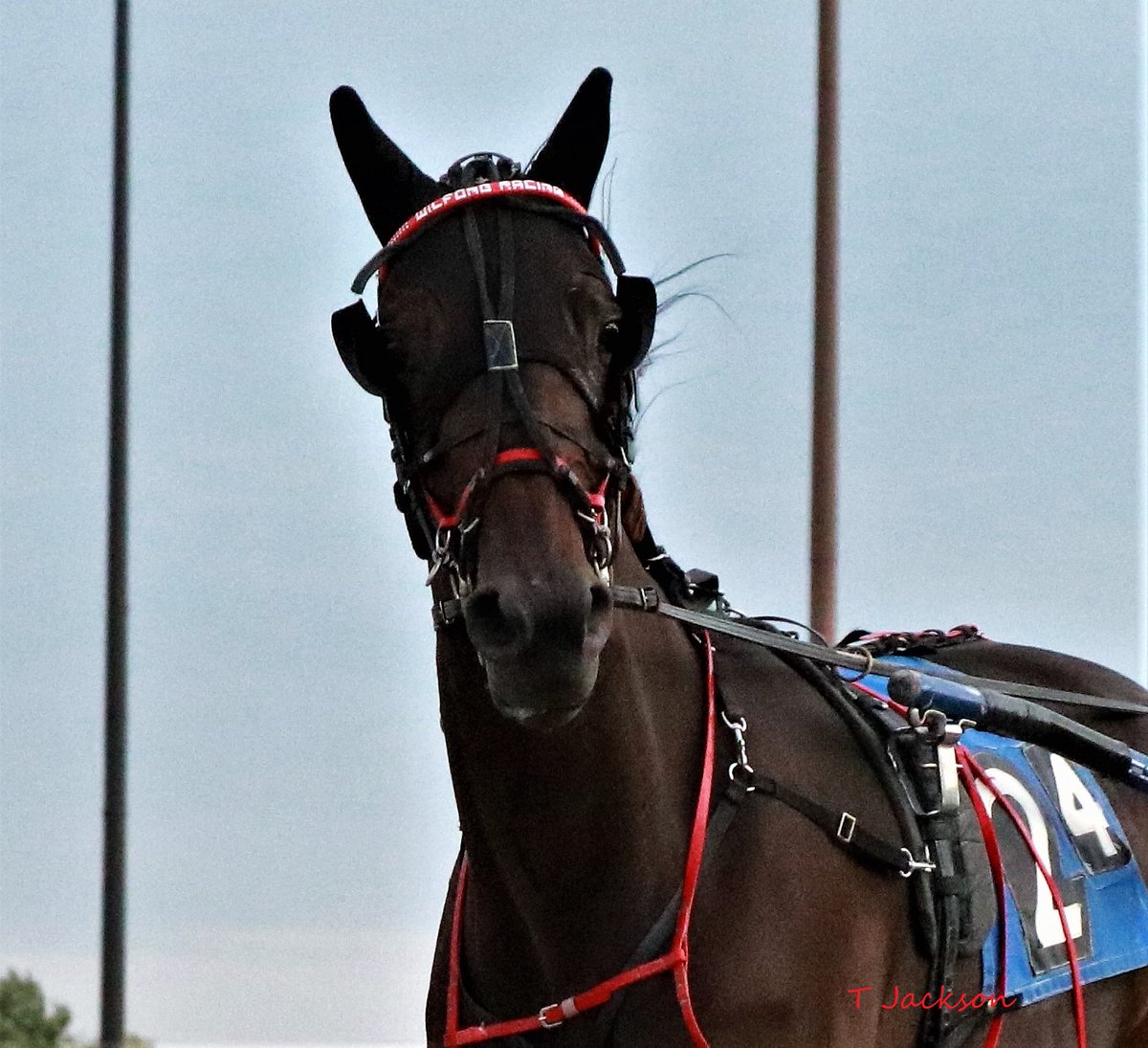 hoosiernations's tweet photo. More ISS 3yo filly pace action tonight at Hoosier
R10 #FoxyRigger/@TraceTetrick
R12 #Priceles/@bigticketbates
R13 Open Mares
#ItsTimeForFun/@bigticketbates
🍀GoodLuck🍀#PlayHP
@NicoleAgosti @WrennSandy @caitlyndolenski @dolenski_john https://t.co/yBnGRDFqrS