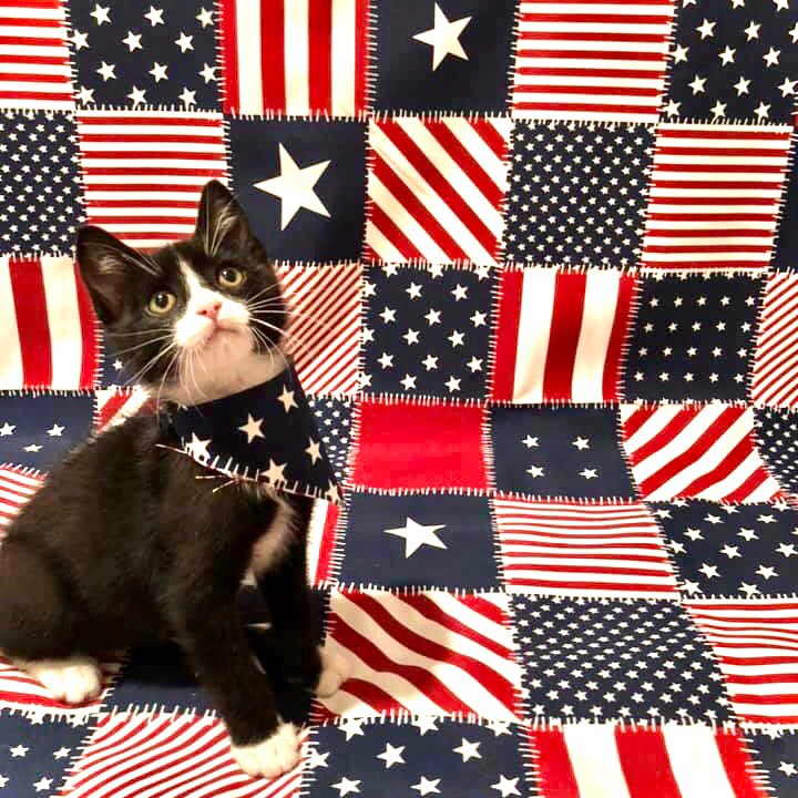 Happy Independence Day! How will you and your pet be celebrating today? #adopttheLOVE