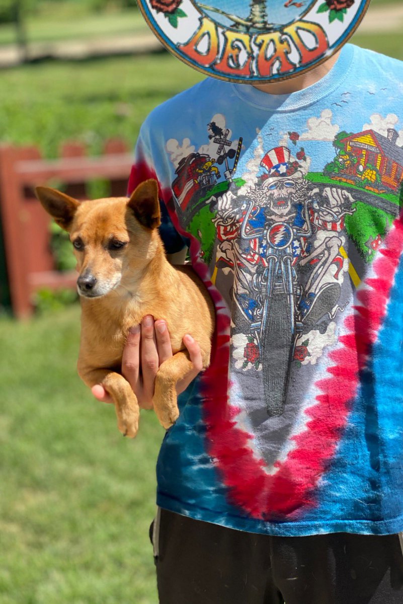 gratefulyetdead's tweet photo. Had to bring out my Independence Day shirt for today. Who else has some red white and blue threads to show off!? Today’s the perfect day! Drop photos of your Dead shirts down below!!💀⚡️❤️ 

(Featuring my dog, Bandit 🐕)

#gratefuldead #deadhead #gratefuldeadshirt #deadthreads https://t.co/SOU69EXUmW