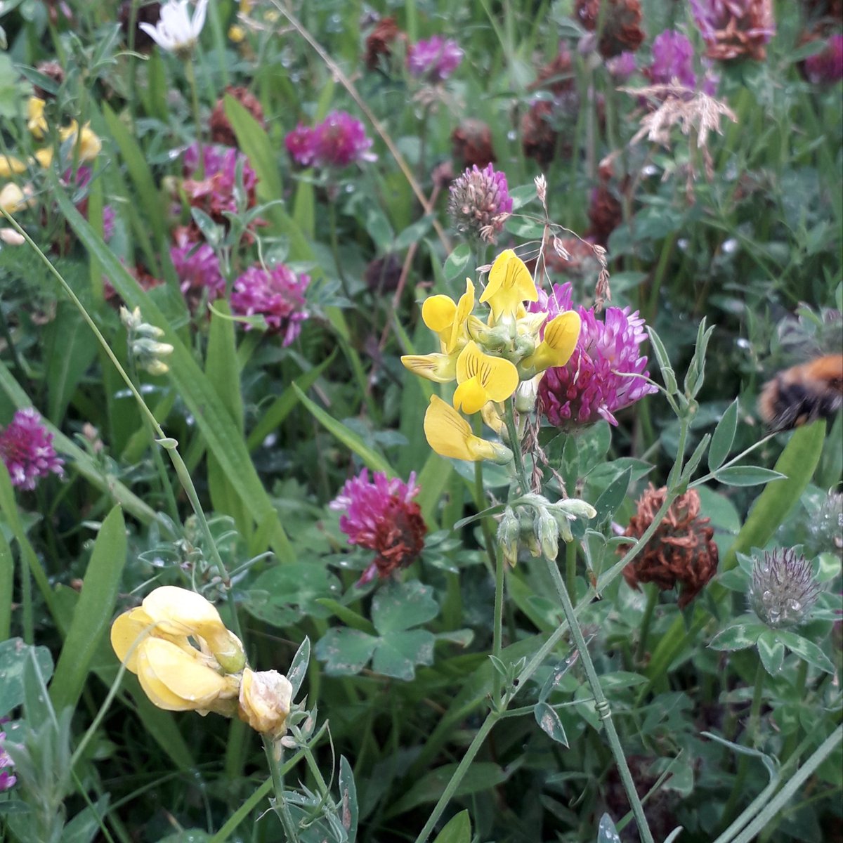 whitepeakrunner's tweet photo. Enjoying #NationalMeadowsDay by lying in my small patch watching bees and discovering lots of new flowers #NaturalHealthService #SolaceInNature
@Love_plants
@Buzz_dont_tweet
@savebutterflies
@DerbysWildlife
@BuzzingPeak
@LGSpace
@WilderMatlock https://t.co/hoCe1rqjss