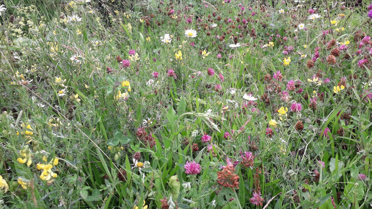 whitepeakrunner's tweet photo. Enjoying #NationalMeadowsDay by lying in my small patch watching bees and discovering lots of new flowers #NaturalHealthService #SolaceInNature
@Love_plants
@Buzz_dont_tweet
@savebutterflies
@DerbysWildlife
@BuzzingPeak
@LGSpace
@WilderMatlock https://t.co/hoCe1rqjss