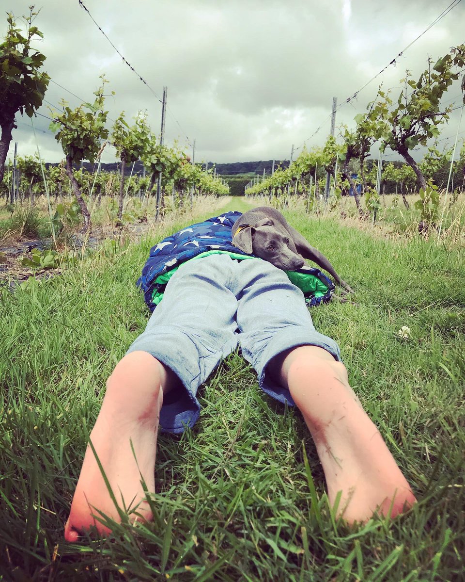DYvineyards's tweet photo. Small Dunleavy loses will to live and dog makes the most of the opportunity... #italiangreyhound #dog #vineyard #vineyarddog #somerset #bristol #sleepy #childatwork https://t.co/Uq3xV27m77