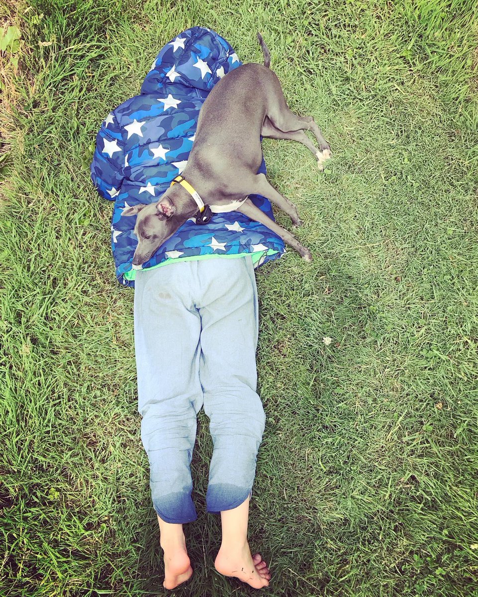 DYvineyards's tweet photo. Small Dunleavy loses will to live and dog makes the most of the opportunity... #italiangreyhound #dog #vineyard #vineyarddog #somerset #bristol #sleepy #childatwork https://t.co/Uq3xV27m77