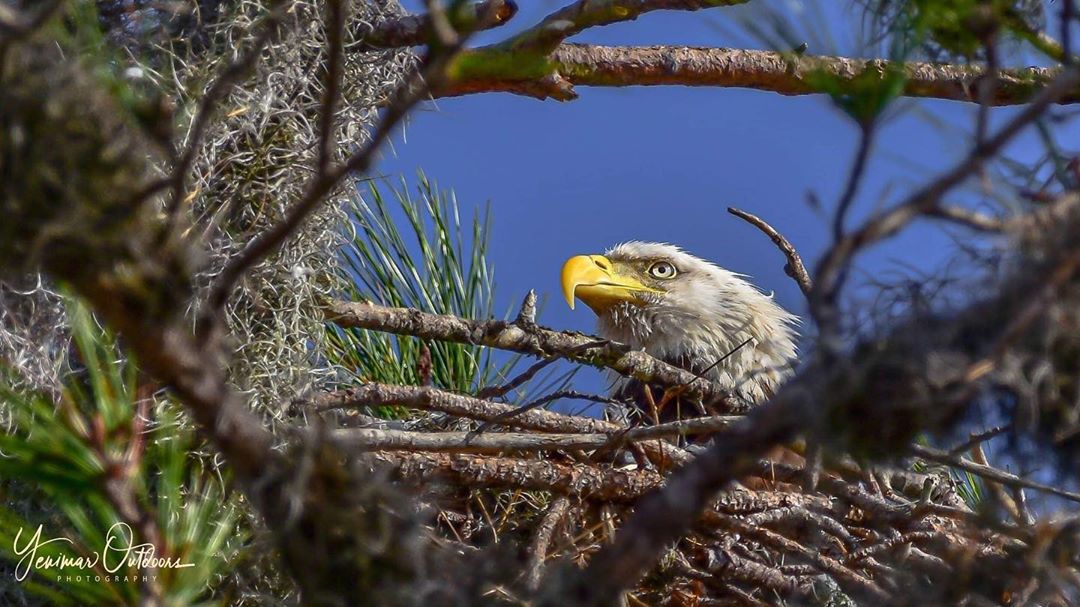 FLStateParks's tweet image. Happy Fourth of July, from Florida State Parks to you and yours! We hope you have a safe and happy celebration today, even if you’re staying in the nest today! 🦅 #flstateparks