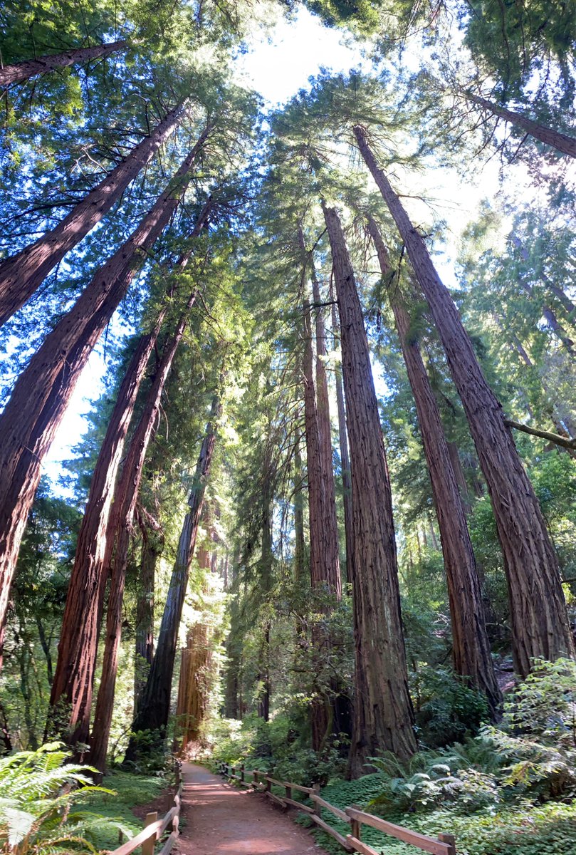 Muir Woods NPS tweet media