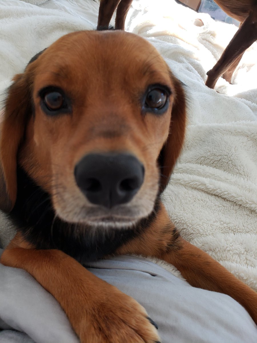 Buy Affordable Vet Care Mt Juliet | UP TO 58% OFF Buy Affordable Vet Care Mt Juliet | UP TO 58% OFF