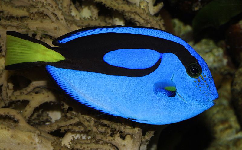 Rising Tide Conservation tweet media