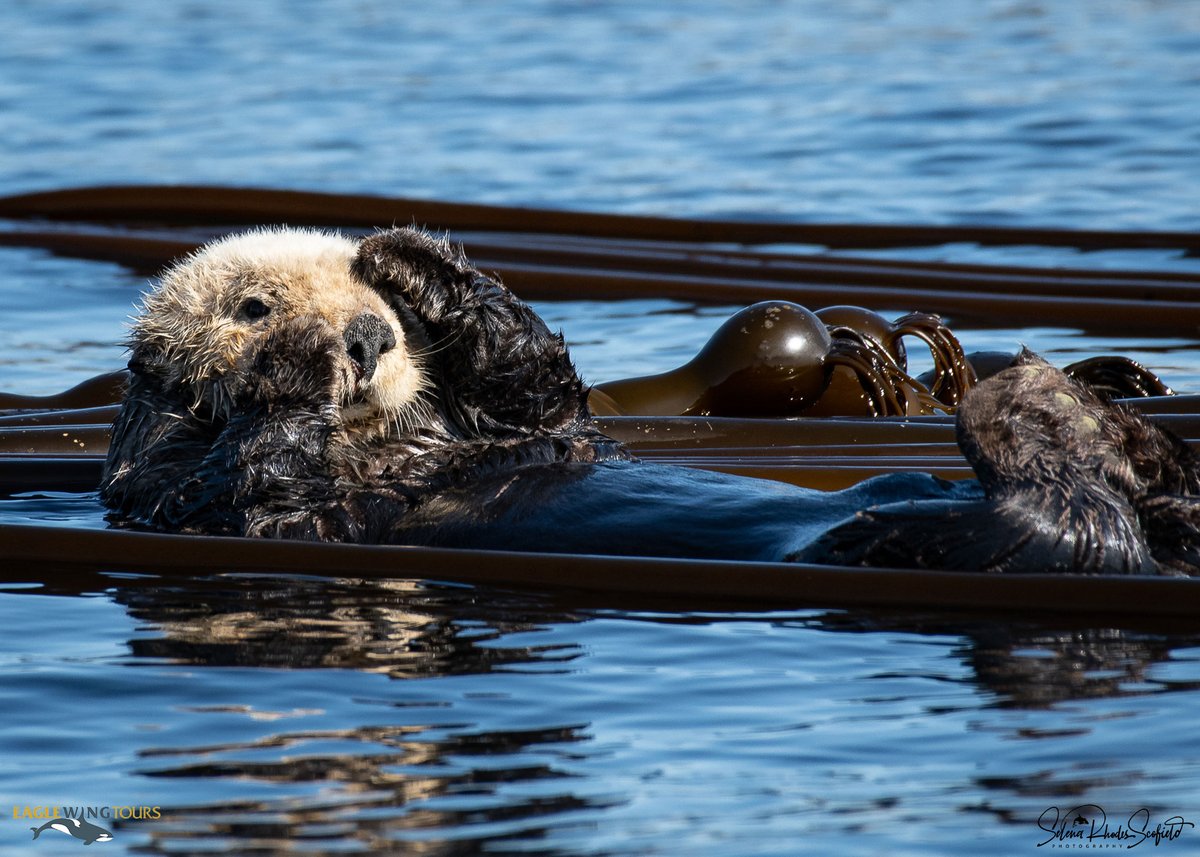 eaglewingtours's tweet image. Sights of the #SalishSea: Ollie the sea otter
Selena Rhodes Scofield Photography 
@DestinationCAN @TourismVI @HelloBC @victoriavisitor
#wild4whales #restartbc #staycation #supportlocal