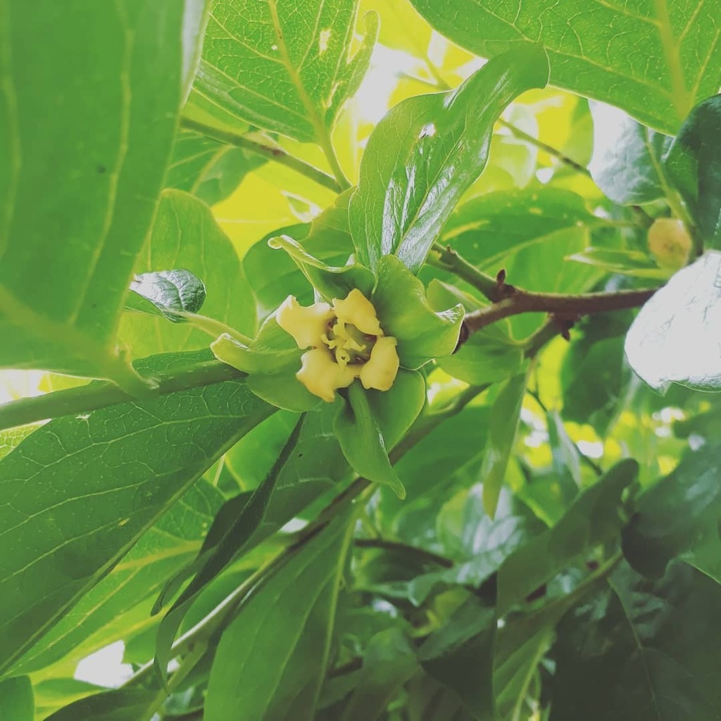 VancouverMedit1's tweet photo. Ever seen persimon flower? Our persimon trees are blooming all over the place 😆 Nothing too revealing, but these have their own special beauty. Nature is beautiful 😍
-
-
-
-
https://t.co/mT04ADvsc5

#nature #naturemind #persimon #persimonflower #gard… https://t.co/250gZ8a8jW https://t.co/D6wvI1LzBb