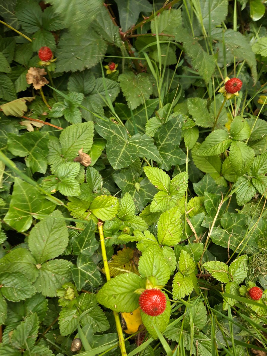 thequeenscat's tweet photo. I've just discovered wild Strawberries growing in the palace garden and all we need now is some cream to go with them.. https://t.co/233hTqLmBj