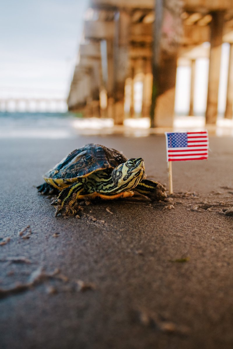 MossyRiver's tweet photo. Happy Fourth of July. 

With cities canceling fireworks, it will cause your neighbors to shoot more fireworks at home. 

With these fireworks going off closer to you &amp; your furbabies, please make sure that you take extra caution to secure them this 4th. https://t.co/vyylDnozCh