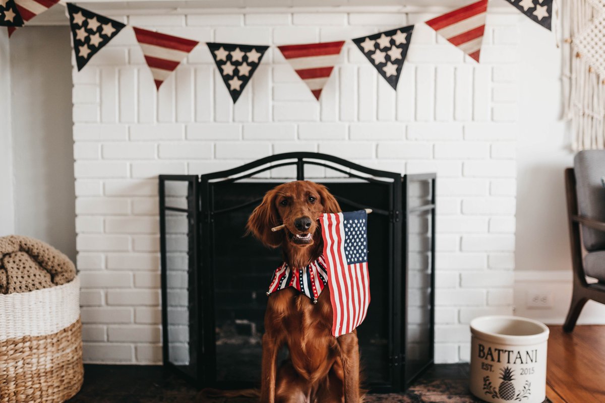 MossyRiver's tweet photo. Happy Fourth of July. 

With cities canceling fireworks, it will cause your neighbors to shoot more fireworks at home. 

With these fireworks going off closer to you &amp; your furbabies, please make sure that you take extra caution to secure them this 4th. https://t.co/vyylDnozCh