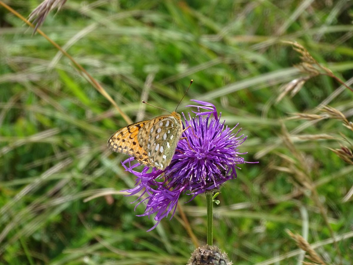 #NationalMeadowDay Wildflower meadows are such joyful places. Never know what you will find.