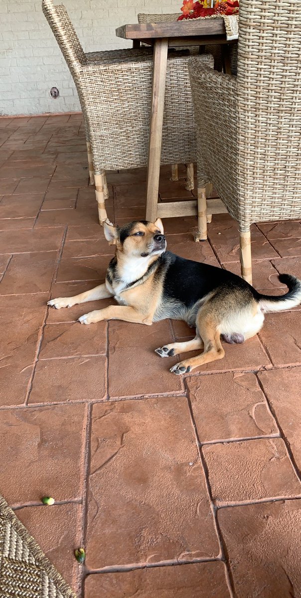 YuuhrBoss's tweet photo. Our Chapo went missing 2 days and today my parents found him. He was hit and dragged on the road. RIP to our most loyal baby boy.... 💔 https://t.co/sTzV0XBtqC