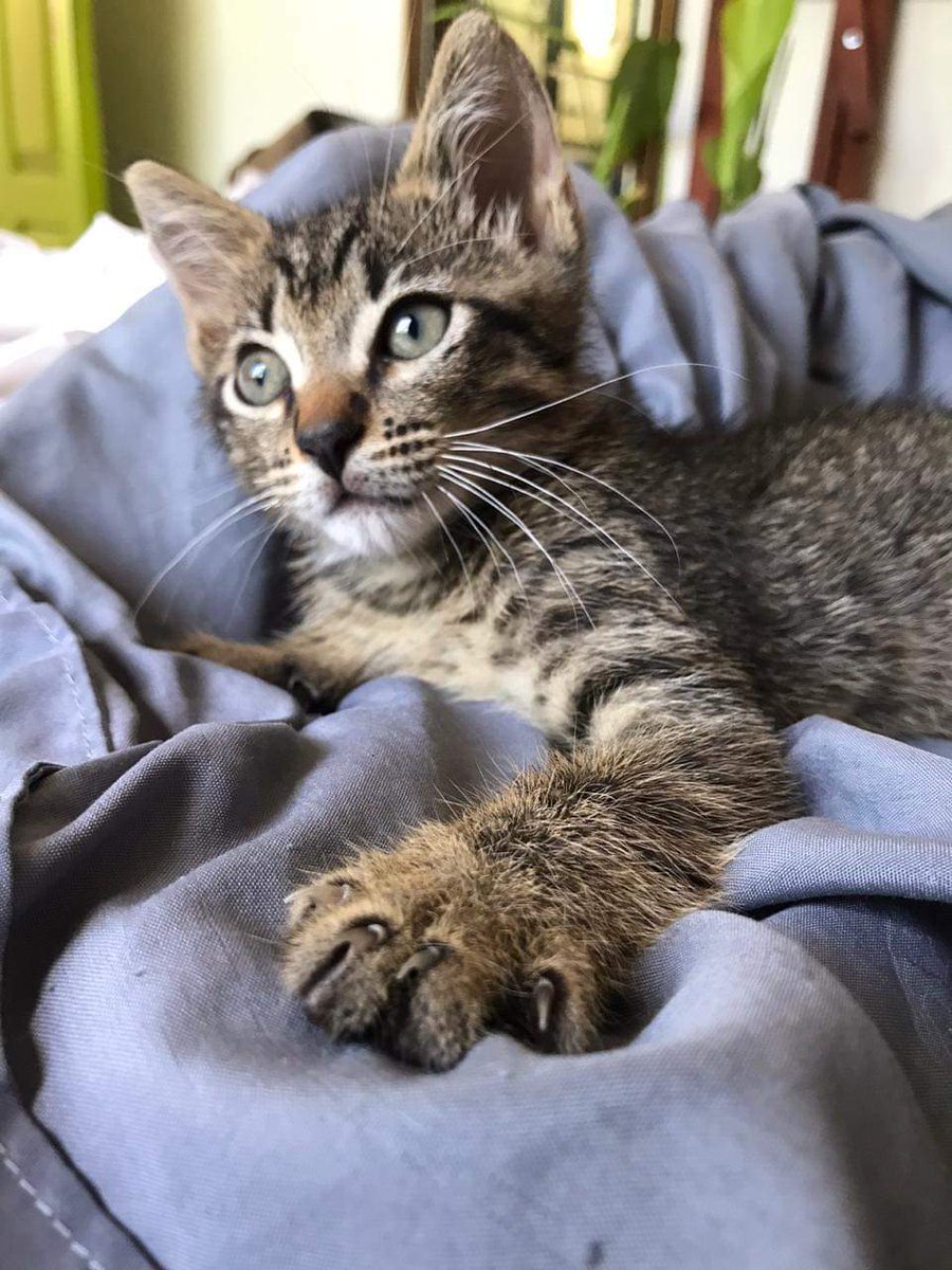 El gatito más amigable de la oficina en mi veterinaria. Es tan educado 🥹 :  r/cats, image size:900x1200