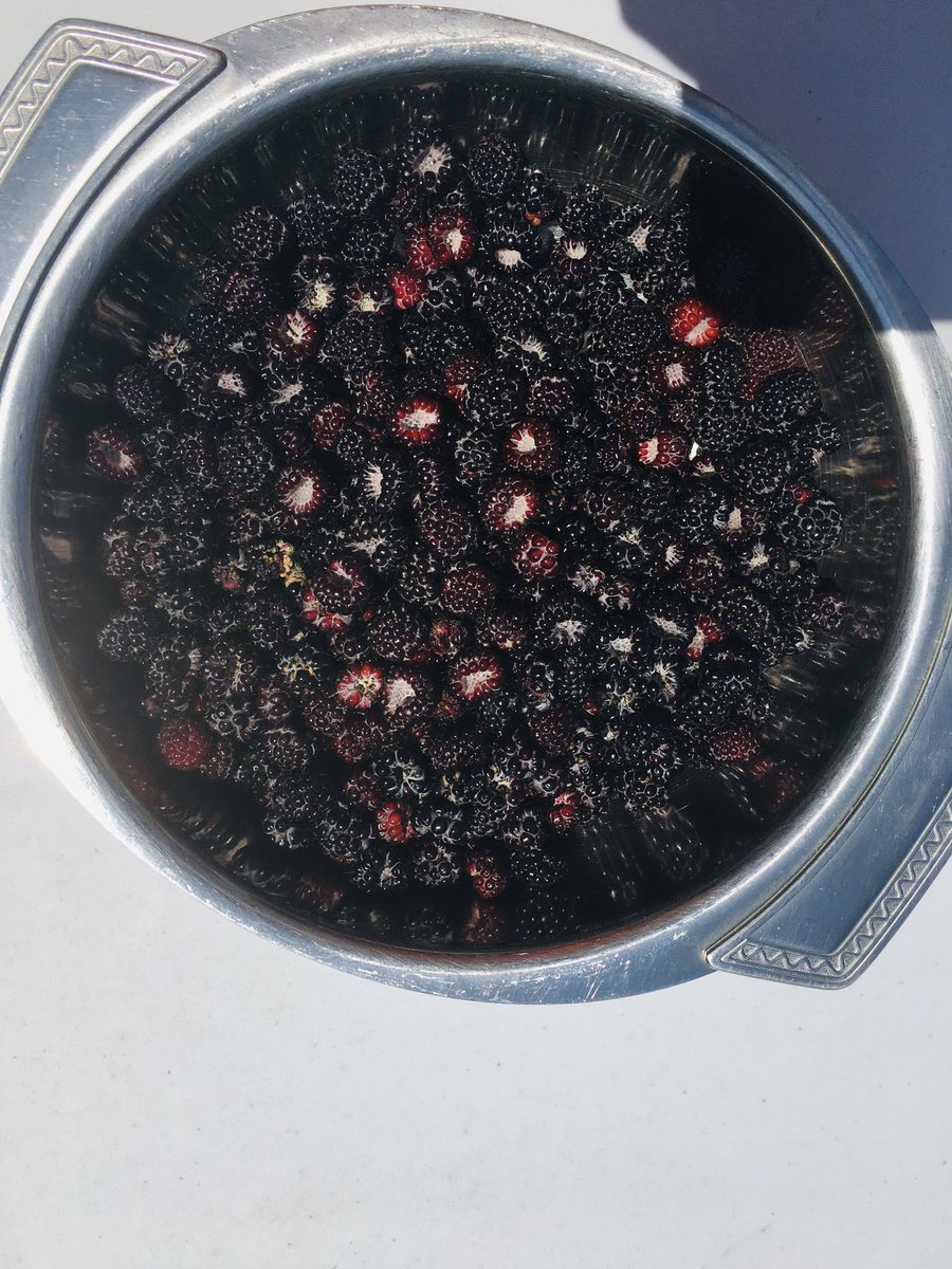 JGSPearl's tweet photo. #Raspberries!
Today’s harvest.
Cheers to all people who eat food all around the 🌎 🌍 on this #FourthofJuly. https://t.co/f4hH1yzaAe