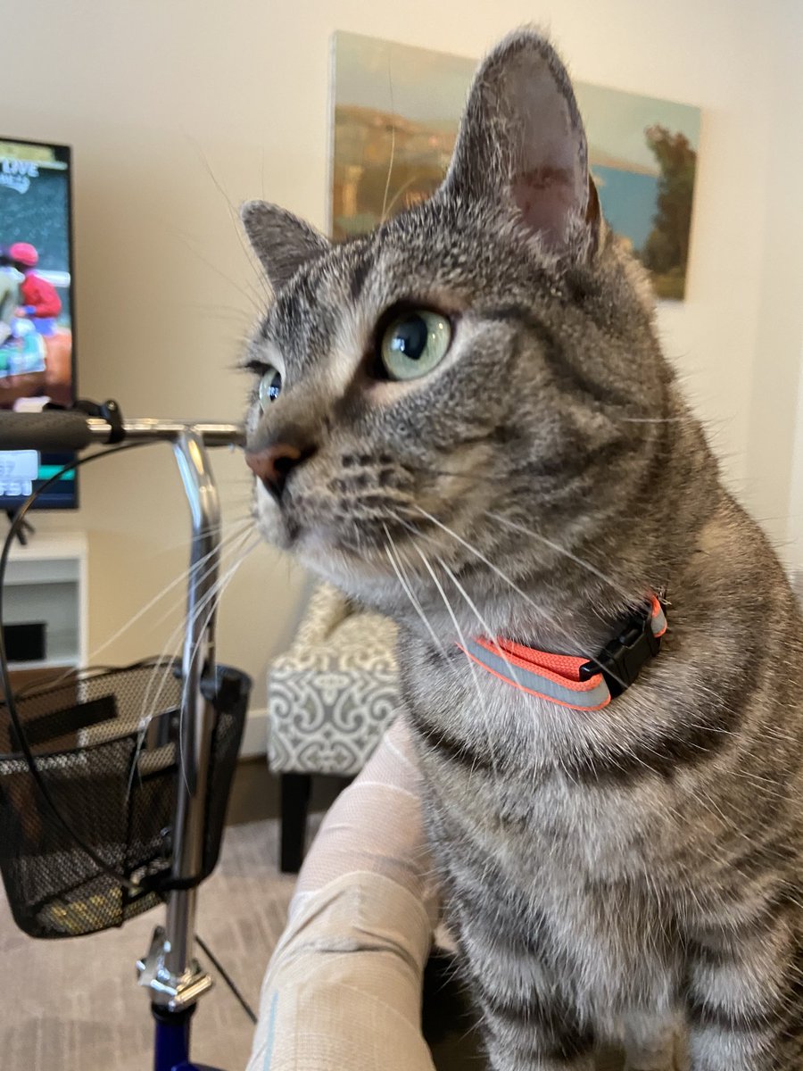 SkyBass47's tweet photo. Mom is eating cheese.  I am obsessed with cheese. Why won’t she give any to me??  #Caturday #cheesey https://t.co/hby8zNsHCy