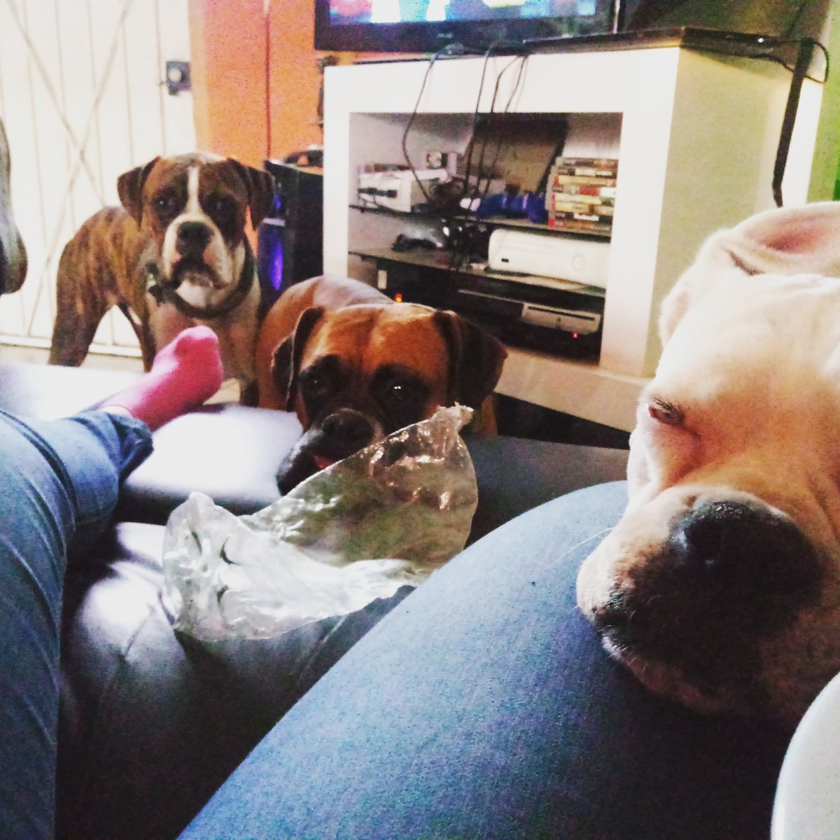 3Mosqueperros's tweet photo. They look suspicious, what do they want? 😓

#photooftheday #Boxers #findesemana #dogs https://t.co/VvNw44K9br