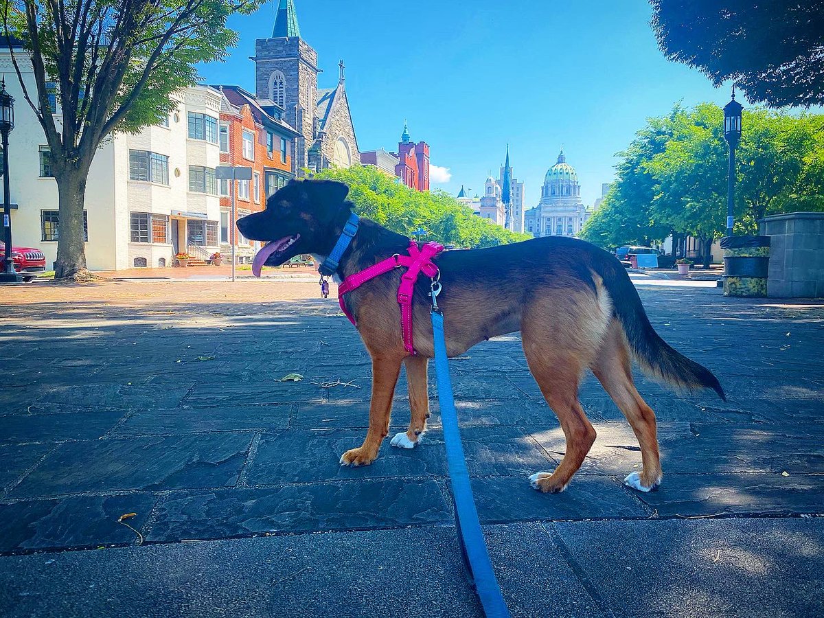 EzraThrush's tweet photo. Brooklyn and I enjoyed the Keystone Fund-ed Riverfront Park in Harrisburg along the Susquehanna this morning! #K93 #KeystoneFund #PAParks https://t.co/EUdhnHZOEC