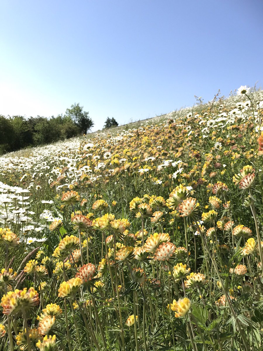 Today is #NationalMeadowDay 🌸🌼rich meadows were once widespread. Tragically 97% have gone since 1930 😱 equivalent to 7.5 million acres 😔 You can help - create your own meadow, mini or maxi & watch the wildlife move in 🦋🐞🐜Help spread awareness by sharing photos & stories ✨