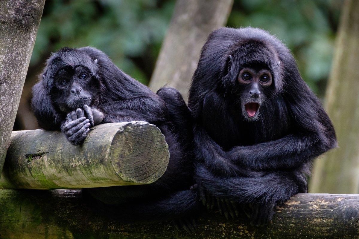 ⭐️ TOMORROW IS THE BIG DAY! ⭐️

We’re really looking forward to welcoming you all again from tomorrow.

If you are visiting us soon, please read the FAQ section of our website here: belfastzoo.co.uk/plan-your-day/…