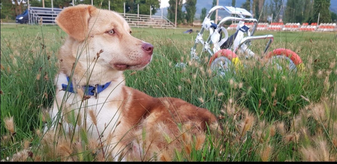 Tarçın’ın hikayesini anlattık 😍🥰 Bu asil bakışlı çocuğun hikayesini izlemek isteyenleri yarın saat 13.00’te <a href="/KanalD/">Kanal D</a> ‘ye bekliyoruz 💙🦋  <a href="/hayattamircisi_/">Hasan Kızıl</a>  <a href="/dijitalsanatlar/">Dijital Sanatlar</a> #hayattamircisi