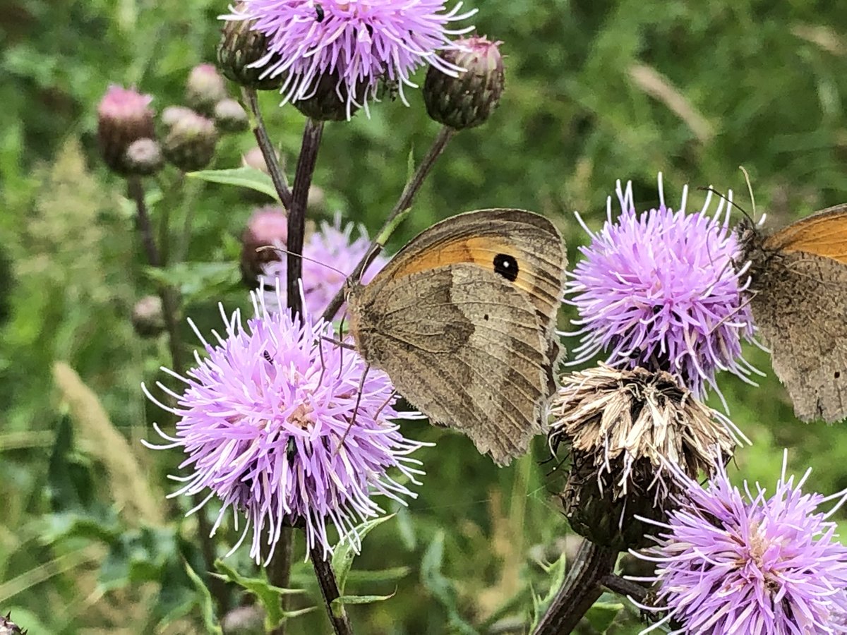 Escaped to the countryside of #NorthYorkshire for an amble around @YWT_North’s #StaveleyNatureReserve🙂 Lucky to have such fabulous sites so close to #York @VisitYork @Welcome2Yorks @VisitBritain https://t.co/EUGyAXmYWs