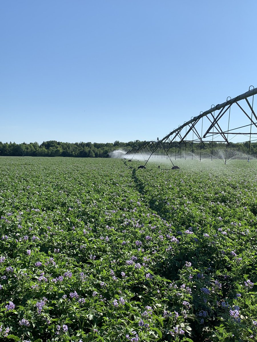 Saturday morning irrigation. Keeping the water pumping.