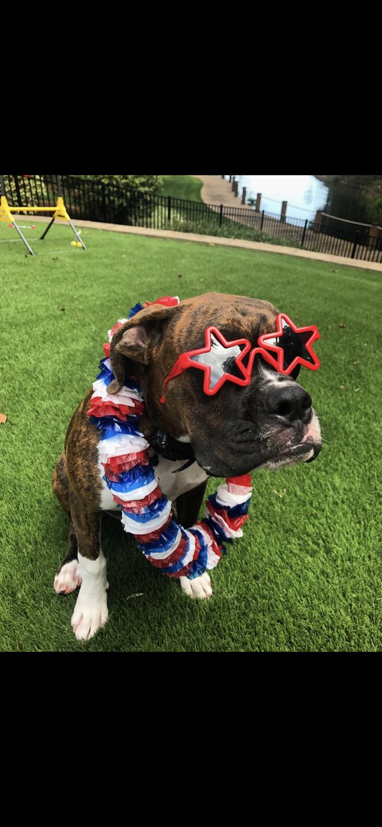 ScoutTheBoxer's tweet photo. Happy 4th of July!! 🇺🇸👍🏼 https://t.co/fqmc1B7JiU