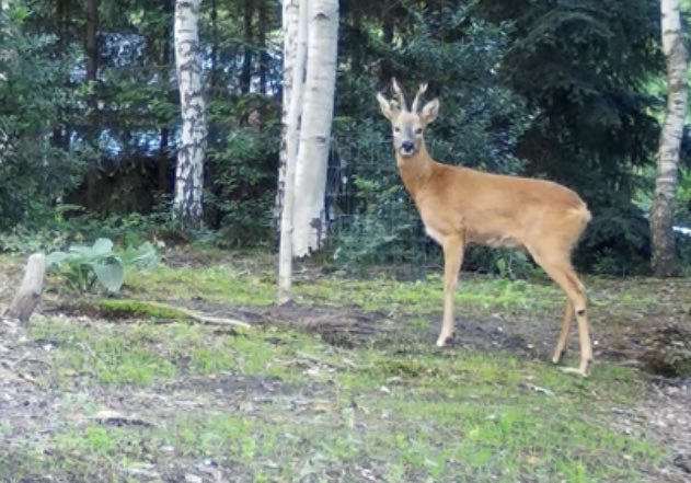 Leef mee met de ree tweet media