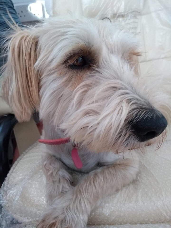 veryluckypugs's tweet image. 🆘💕🆘 STILL MISSING !! 😞😞😞
Have you seen Winnie please? 🙏