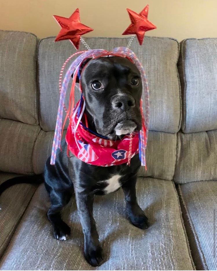 EventOTB's tweet photo. Happy #FourthofJuly from me and my friend @_hooked.on.onyx_ 
.
.
.
#hookedononyx #dogsofinstagram #patrioticpup #boxersofinstagram #pupsofig #lifeofonyx #4thofjuly #July4th #mixedbreed #puppylove #dogsoftwitter #dogslife #redwhiteandblue https://t.co/PIlXcA5agH