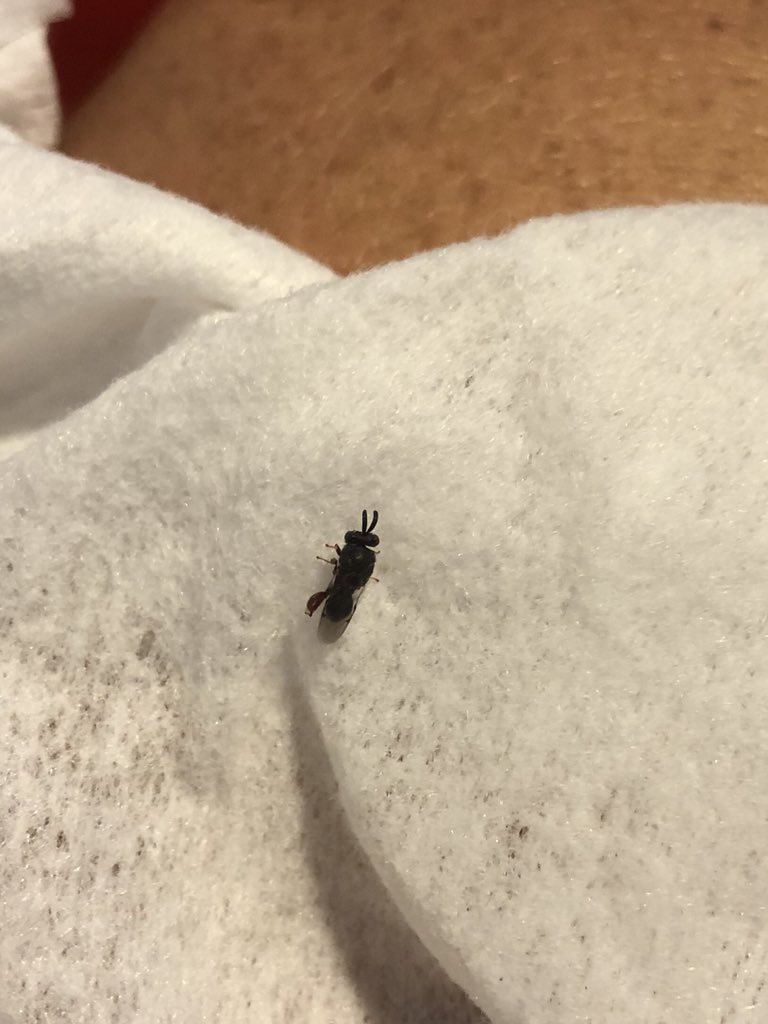 TraderNole's tweet photo. @BugQuestions I’ve tried looking all over to try to ID this bug inside the house in Florida and can’t figure it out. Jumps/hops and can also fly. https://t.co/lzwsfCCQQL