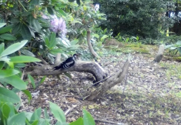 Leef mee met de ree tweet media