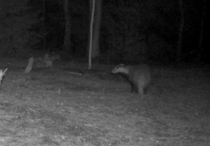 Leef mee met de ree tweet media