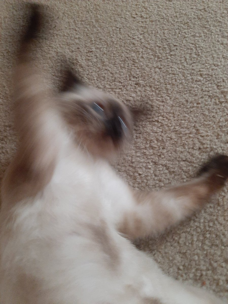 0613krm's tweet photo. there are two extremes. the 'I can handle it' and the 'The world is b i g'
#CatsOnTwitter #CatsOfTheQuarantine #Caturday #sushithecat https://t.co/vDFQ1tE8MC
