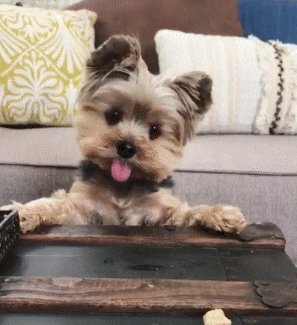 Sunleil's tweet photo. I Love #Yorkies there so Cute & #Fearless One Time when My #Doberman was attacked by a #Rottweiler My Yorkie defended his Big Brother & attacked the Rottweiler, Poor little Guy ended up getting 7 stitches that Day, Yorkies Don't Realize that there only 3 Apples Tall :) #if4f ifb https://t.co/lpOZGLq4Mc