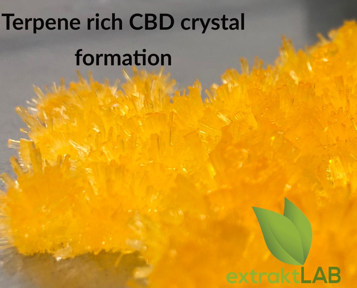 extraktLAB's tweet photo. In the #cannabis and #hemp #extraction industry, emphasis is placed on #terpene content and their roles in #flavor and aroma. True in both #medical and #recreational markets. Flavor can trump potency as consumers seek a fuller experience.

#extrakLAB

https://t.co/mHpxWx3xCk https://t.co/bt4bvhBoku