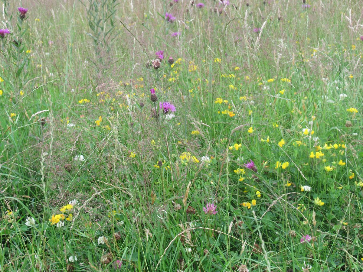 Onny Meadows at the @ShropsHillsDC yesterday. Plenty of bees around in spite of it being a dull day #NationalMeadowDay