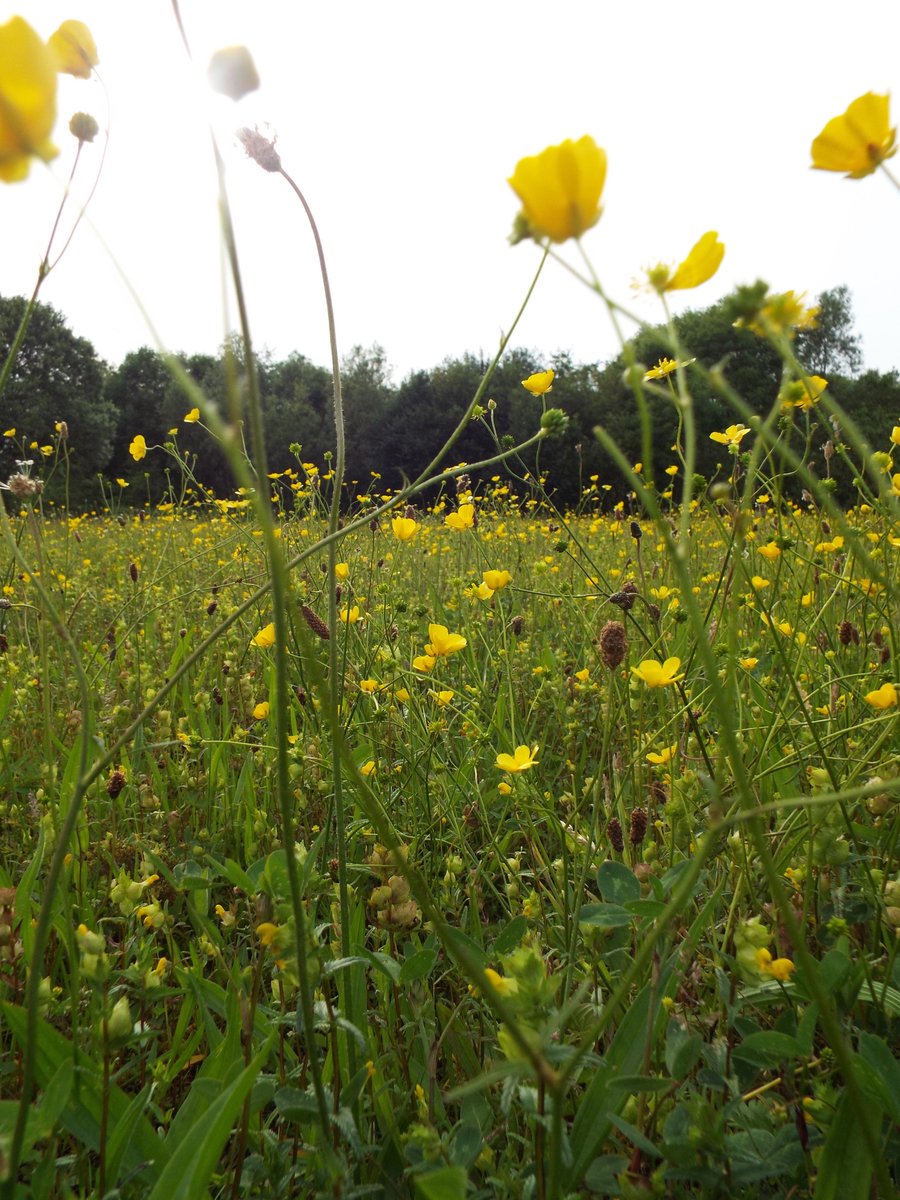 #NationalMeadowDay @Lancswildlife @WiganCouncil @BSBIbotany the project to recreate meadow on post-industrial spoil enters its 21st year, with some success. 70 ha of species-rich grassland on synanthropic colliery spoil