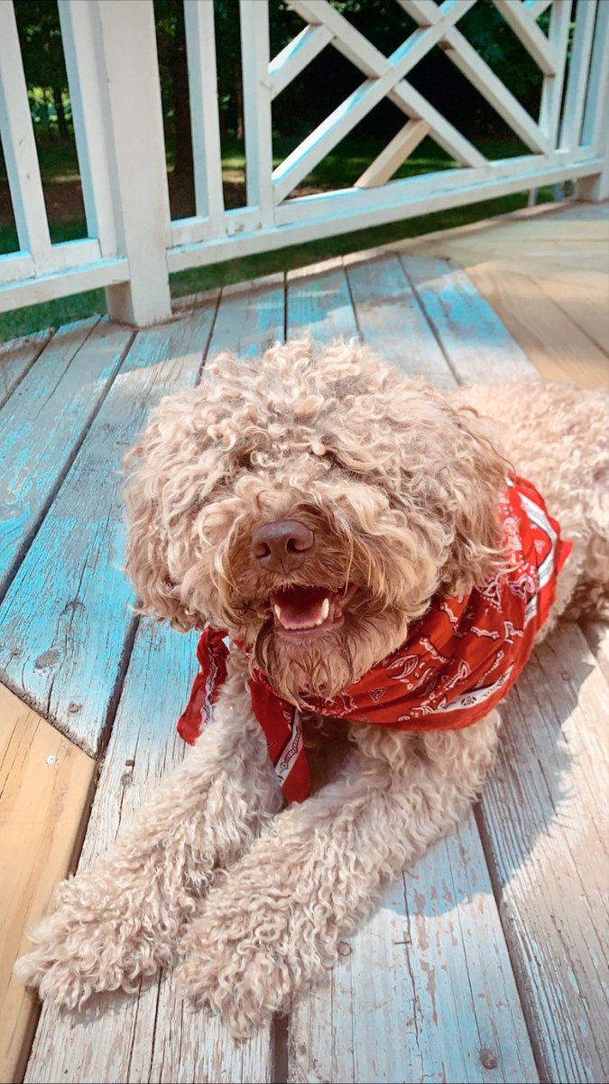 madzmcelveen's tweet photo. Happy 4th of July!! 🤩
#GodBlessAmerica #ProudToBeAnAmerican https://t.co/Vyy9WRzNHy