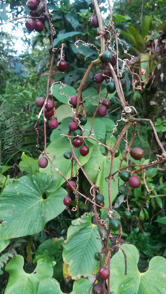 Jarol01952523's tweet photo. On my daily walks in the Cloudforest, learning is part of the fun stuff.
.
I enjoy watching a flock of toucanets and a couple of fairytale gulping down the grapes.
.
This fruits are in the family of cucumbers.
.
Stay tune!
.
#Ecuador
#Toucanets #Quetzals #Cucumbers #turismo https://t.co/mBz2fUMC23