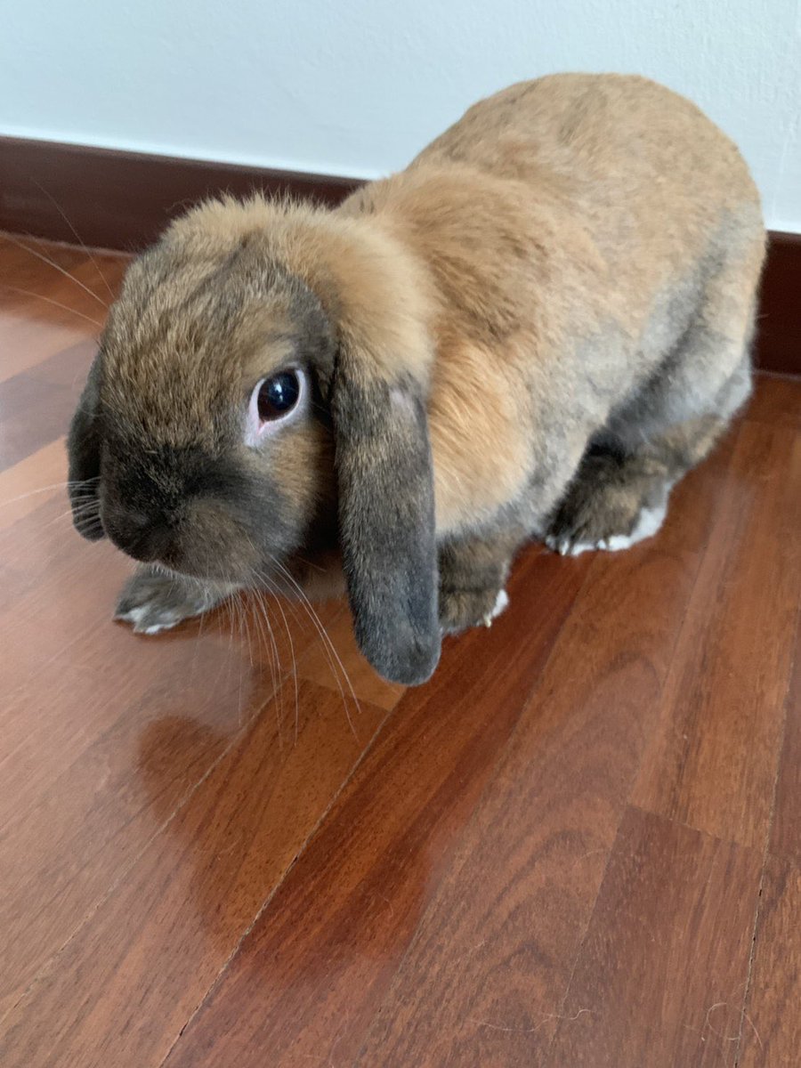 taroran's tweet photo. ウチの家族を紹介しておきます(^^) https://t.co/ZrFMJWlRNk