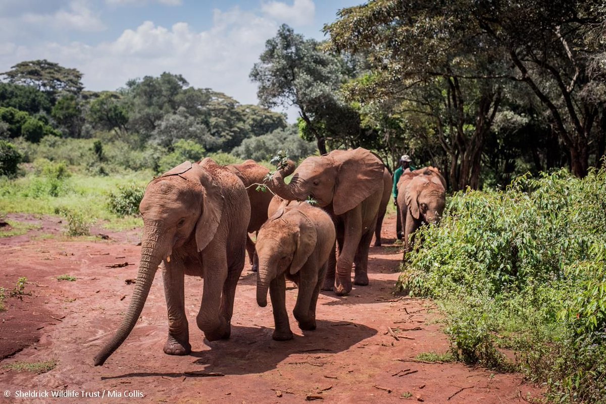 SheldrickTrust's tweet photo. Get a sense of what life looks like at our Units for orphaned #elephants and catch up on the orphans’ antics by reading our Keepers’ Diaries at: https://t.co/y84KAO4wNM https://t.co/ekSbtceaOJ