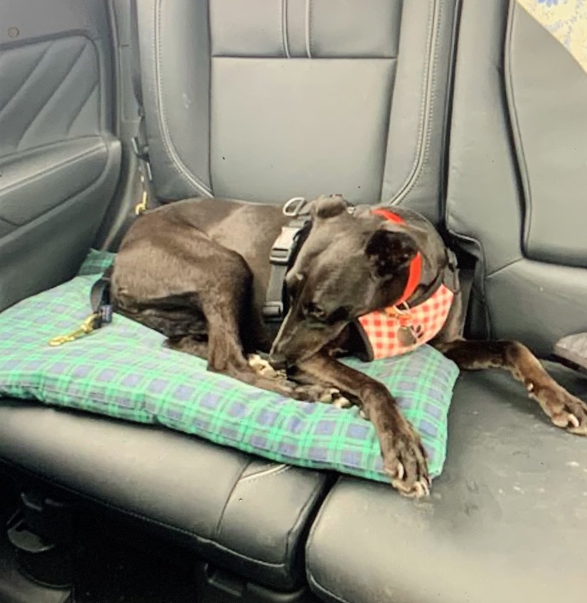 SkylarkArtist's tweet photo. Went for a #Picnic...
#notwhatiwasexpecting #didntgetoutofcar #windy #wet #cool #July4th2020 #dogsoftwitter #rescuedogs
๐๐ฑ๐โ๐ฆบ https://t.co/rBXDEVuT59