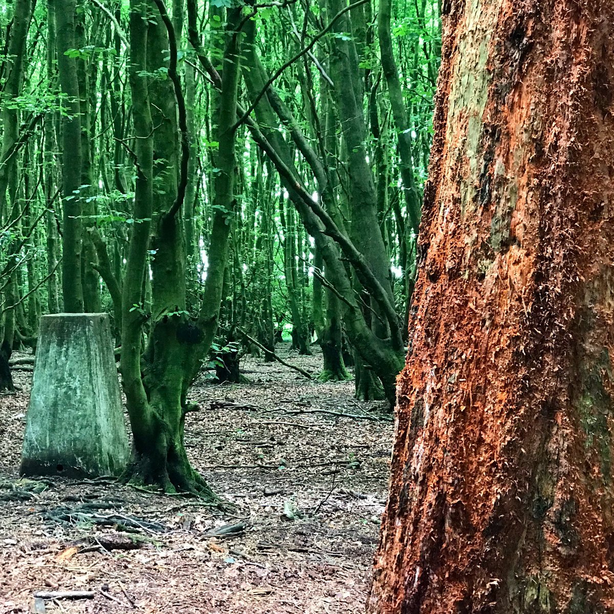 PaulBelford's tweet photo. #MuseumsUnlocked Trig Point at #BeaconRing, a #hillfort in #Wales owned and managed by @CPATarchaeology, whose 2019 excavations showed it had been #abandoned in c.300BC before completion. The Trig Point itself is also abandoned, and the 1953 plantation now obscures its views. https://t.co/VILsw90SKG