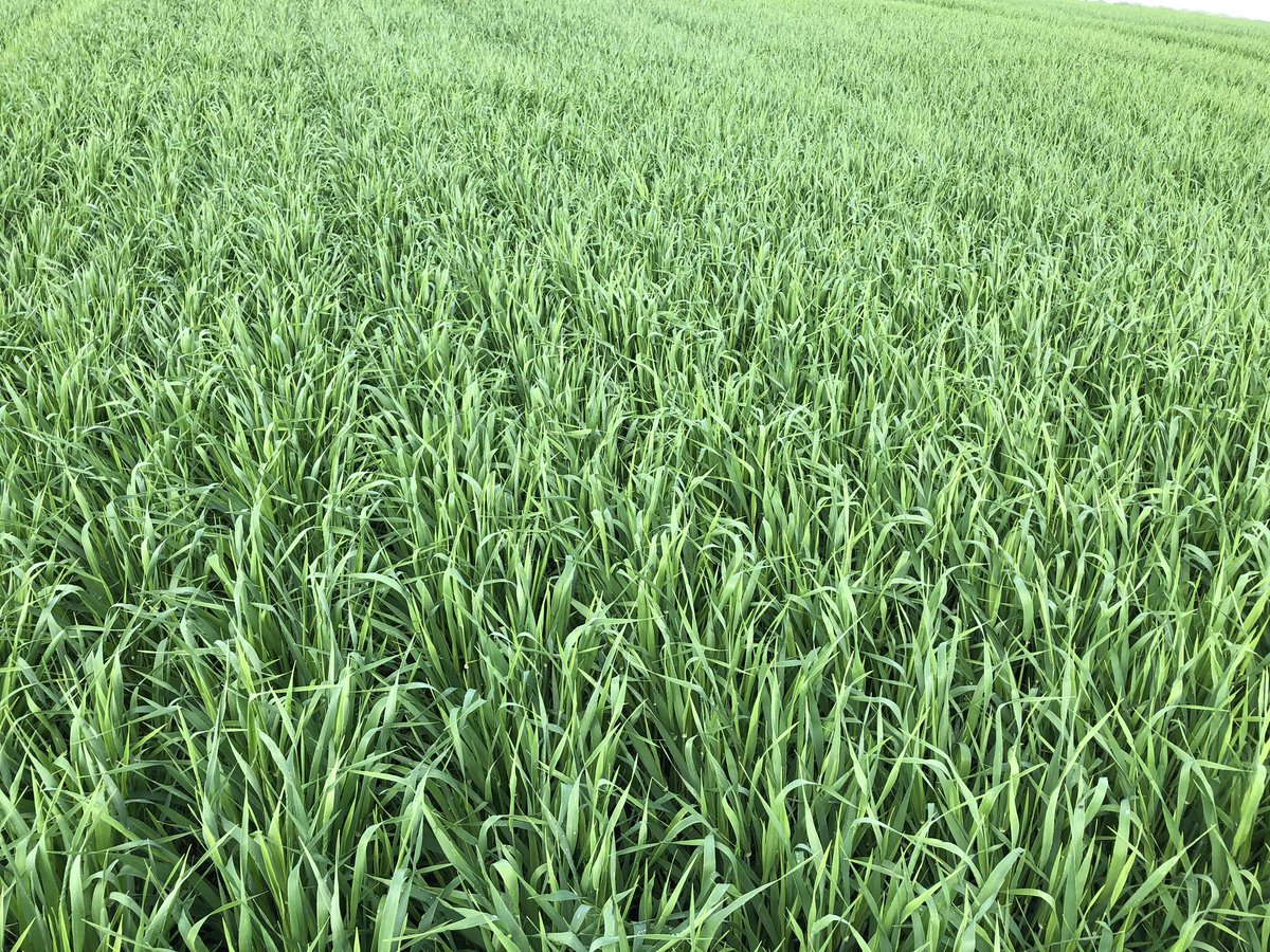Crops looking excellent !! Hurry up, we want to harvest you !? Soon!!@parklandventure <a href="/GregPuetz/">gregpuetz</a> <a href="/truenorthfree/">Kenton Possberg</a>