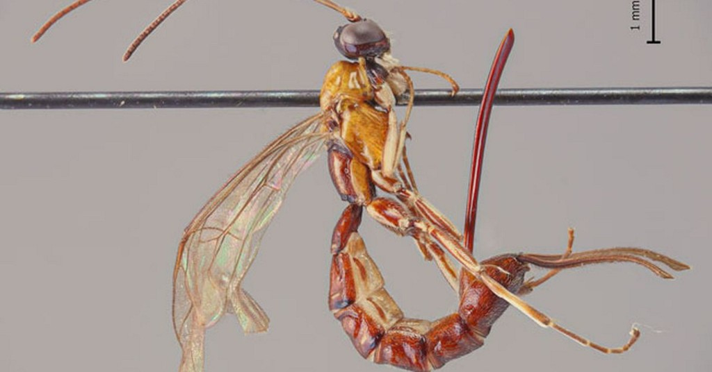 PopSci's tweet photo. This newly-discovered wasp has a horrifying stinger—but what it uses it for is even worse https://t.co/QODQSznWkQ https://t.co/vQV3wUcLna