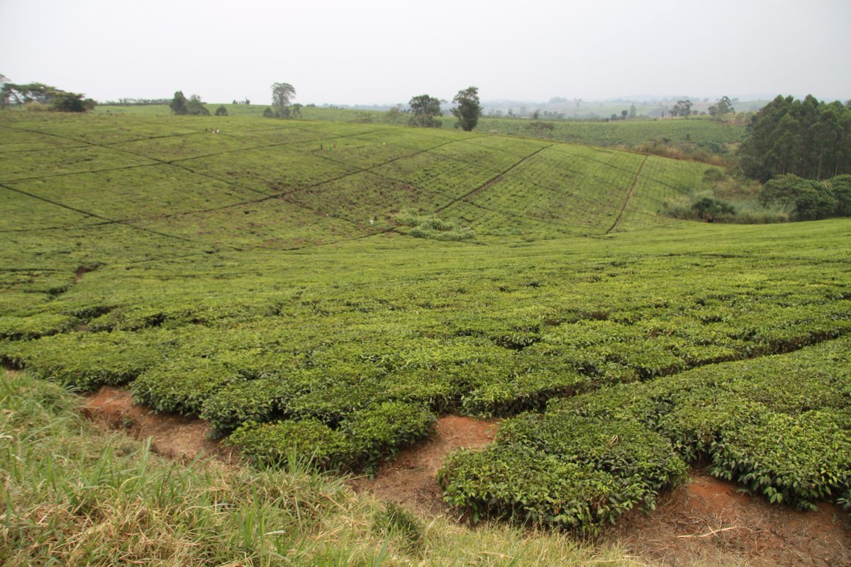 ViajeCurro's tweet photo. El paisaje de de Kibale se va transformando a medida que penetramos en el bosque. Alfonso @ecoturista y yo hemos atravesado cultivos y plantaciones de té.
#currochallenge #yoviajoconcurro https://t.co/rpJa10Mxga