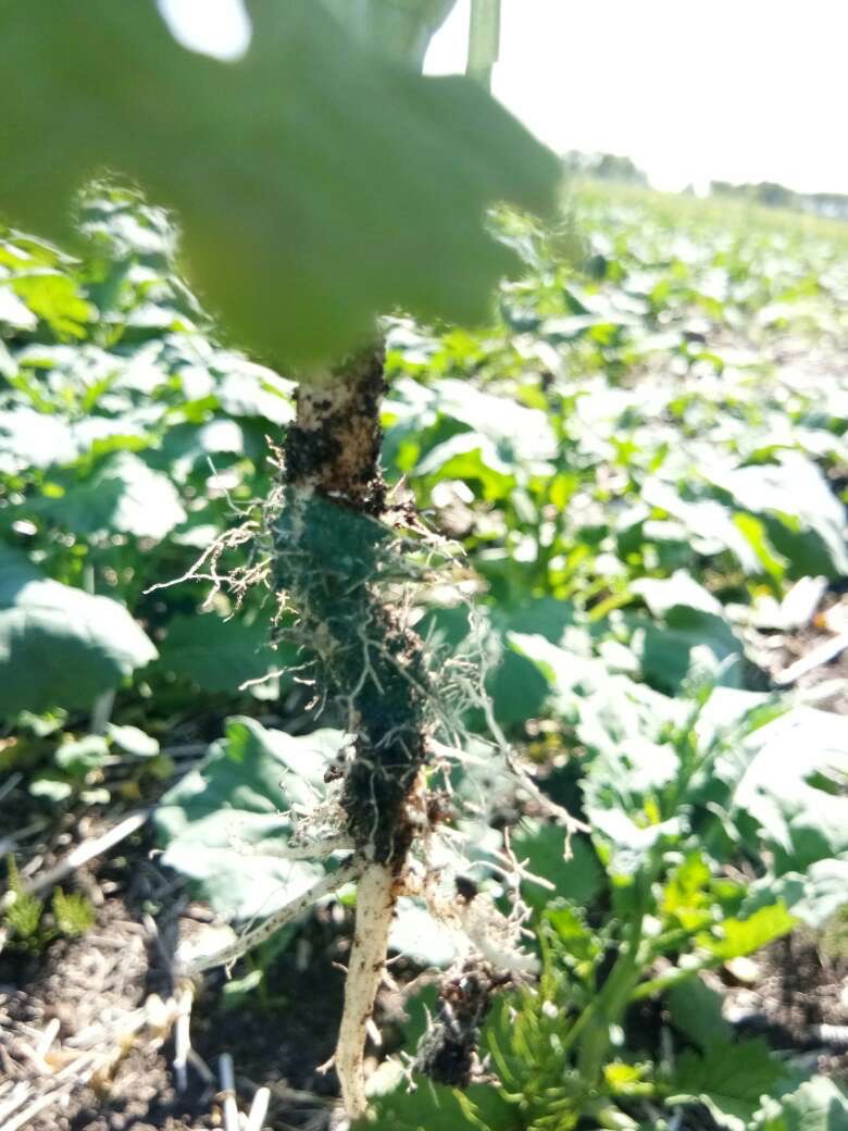 CustomAgIntel's tweet photo. Clubroot remediation trial on 500 acres of land with confirmed #clubroot spores doing well so far. #nogalls, #healthyroots #CAIprotocol #addingrealvalue with #Nativebiologicals and #biochemistry.. stay tuned for soil test report. It can be done natures way! https://t.co/DEVw3v2x60
